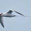 Red-billed Tropicbird